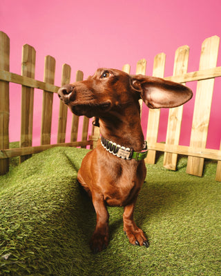 Mushu Dog Collar