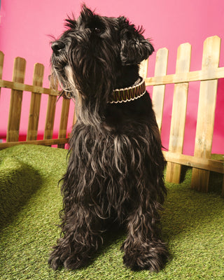 Mushu Dog Collar